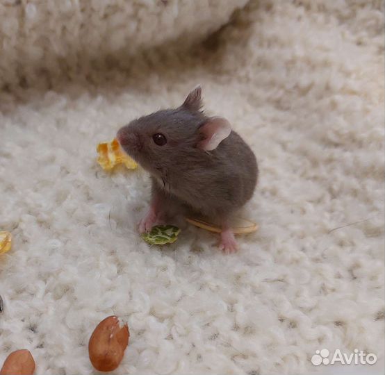 Хомячки кэмпбелла