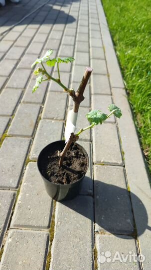 Саженцы винограда