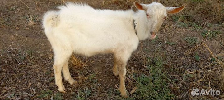 Козел зааненский