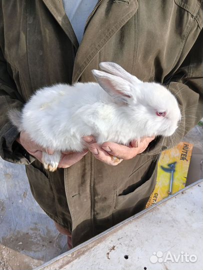 Кролики 1.5мес