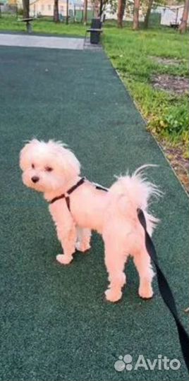 Кобель Мальтезе