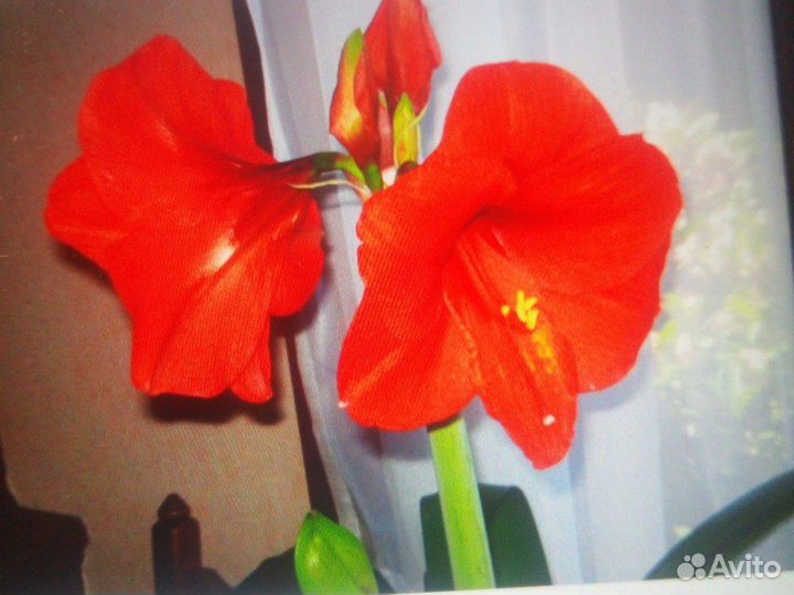 Гиппиаструм, фиалка