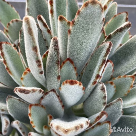 Каланхоэ Войлочное