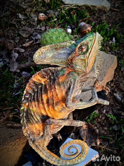 Чучело Йеменского хамелеона