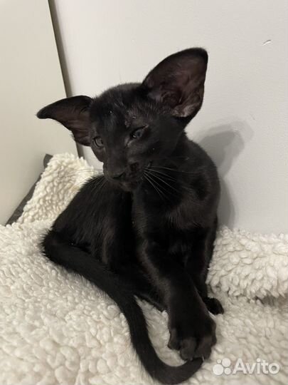 Ориентальная кошечка