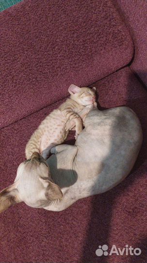 Котенок сфинкс брашь