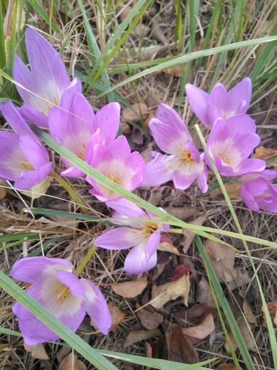 Дача 12 м² на участке 3 сот.