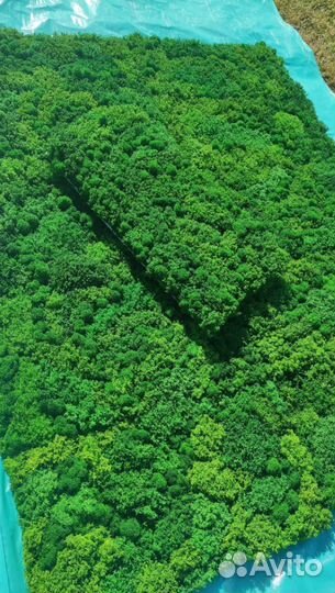 Ставьте на устойчивость с экологичными мховыми пан