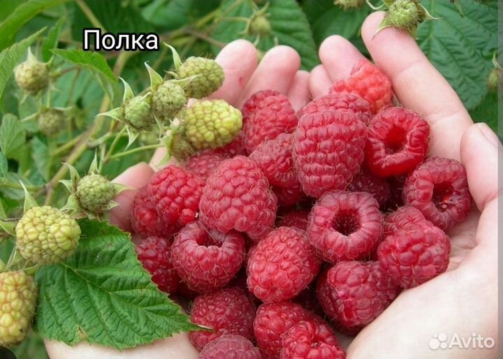 Саженцы малины