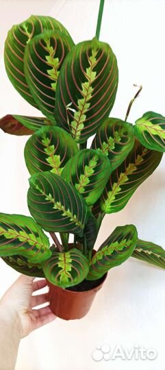 Маранта Fascinator(триколор)