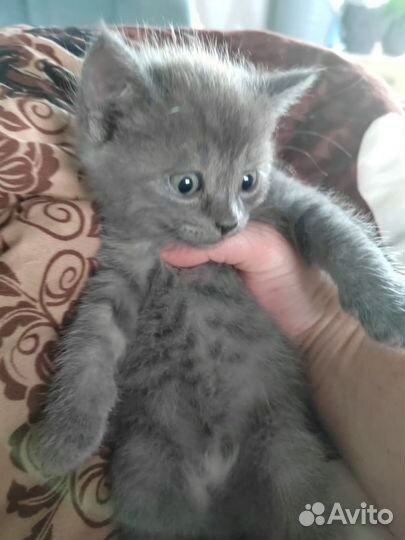 Котята скотиш страйт