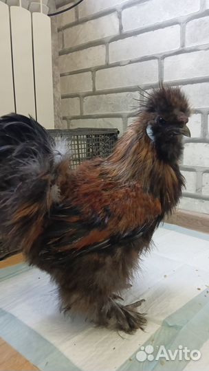 Китайские шелковые петушки