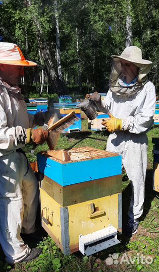 Гречишный мёд оптом (сбор 2023)