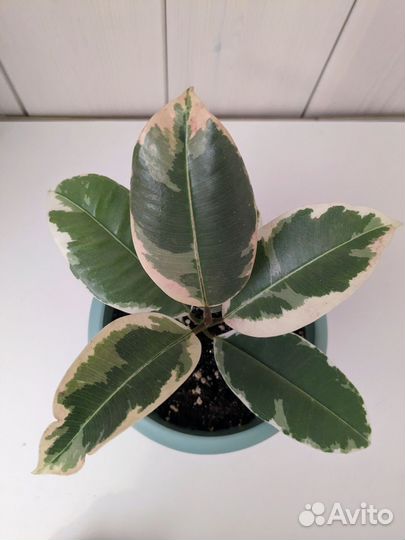 Фикус эластика тинеке