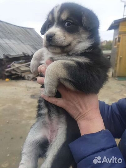 Собака в добрые руки отдам бесплатно