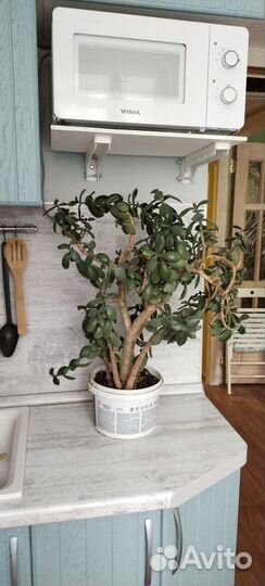 Толстянка (денежное дерево)