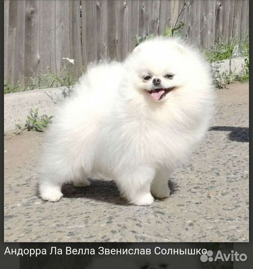 Кобель для вязки