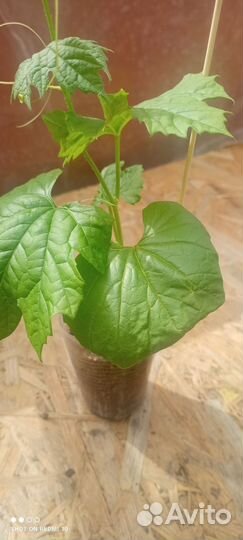 Момордика(экзотика)