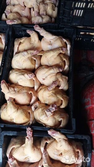 Мясо домашней птицы