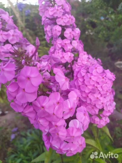 Флоксы сортовые