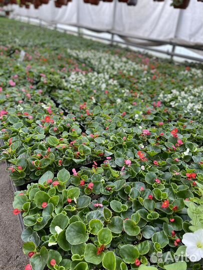 Рассада цветов оптом