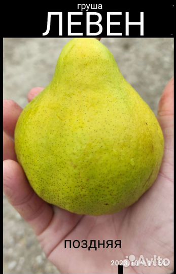 Груша левен