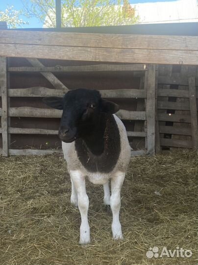 Боран дорпер