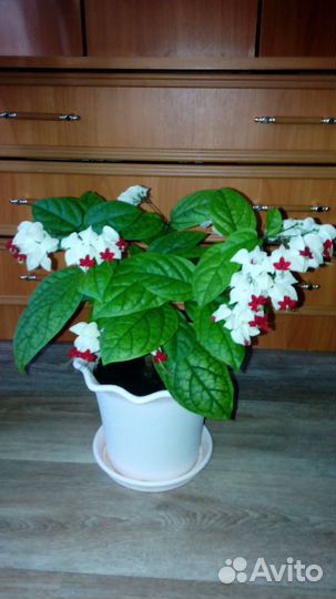 Клеродендрум