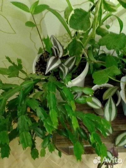 Цветы и отростки