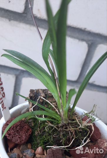 Орхидея Толумния Jairak Flyer Cules