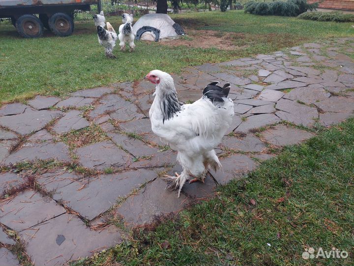 Петухи Брама