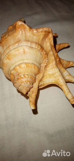 Ракушка для интерьера