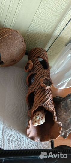 Эублефар с террариумом