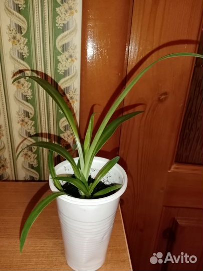 Декабрист шлюмбергера и другие растения