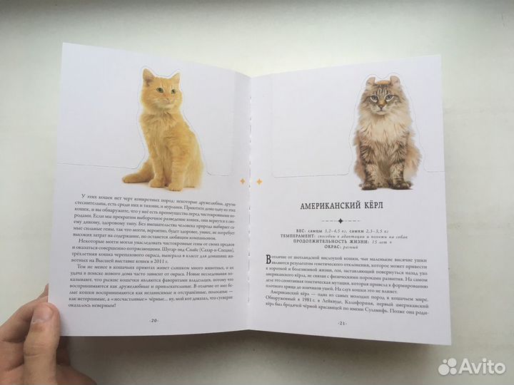 Дженнифер Пуллинг: Кошки