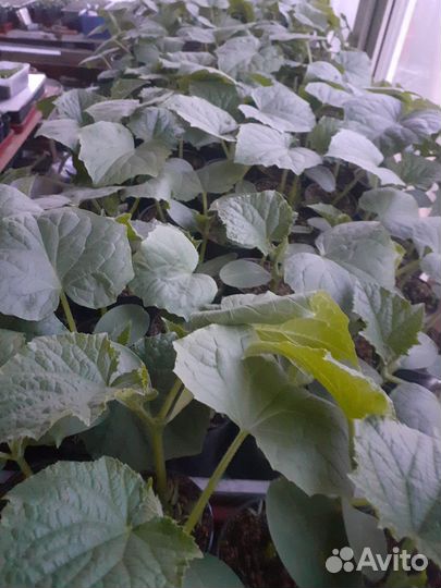 Рассада огурцов