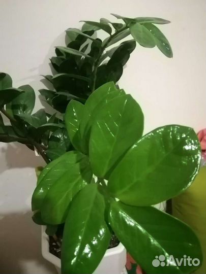 Замиокулькас