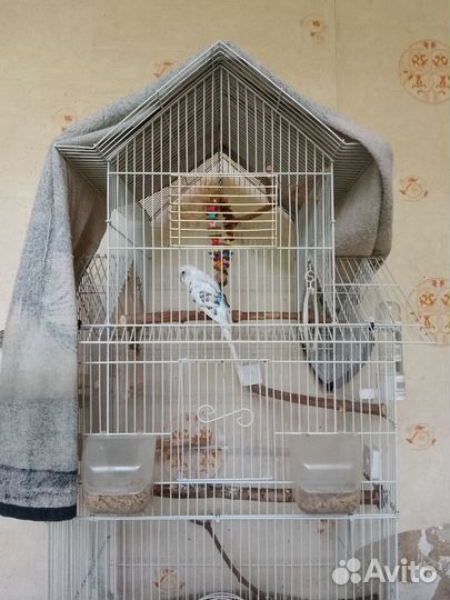 Волнистый попугай с клеткой