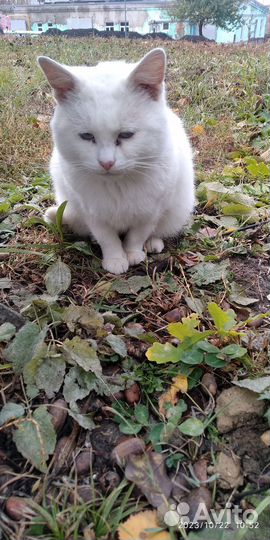 Кошки в добрые руки бесплатно