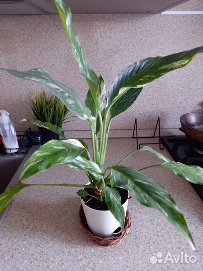 Редкие спатифиллумы