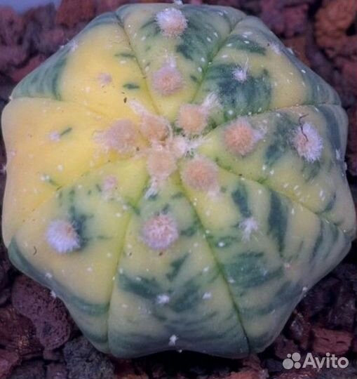 Кактусы редкие