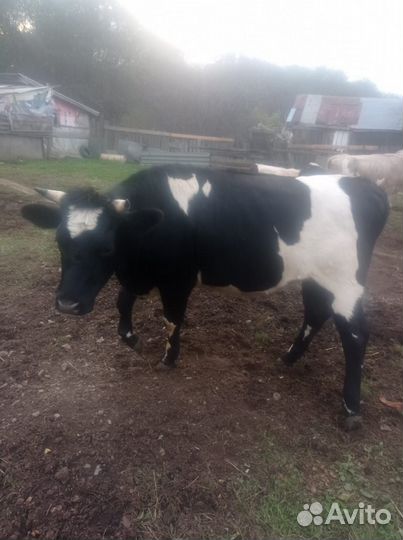 Тёлки от молочных коров