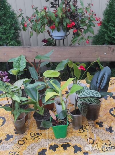 Комнатные растения