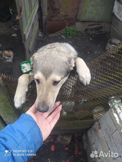 Собака в добрые руки