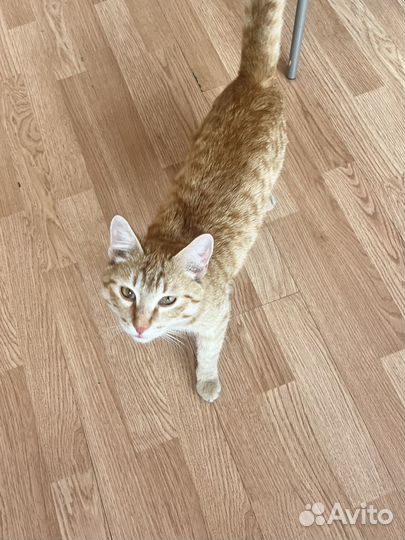 Кот