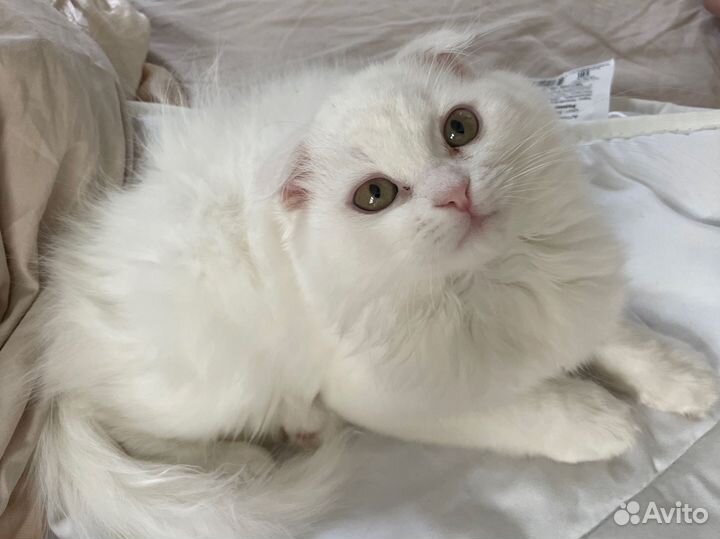 Шотландский вислоухий котенок