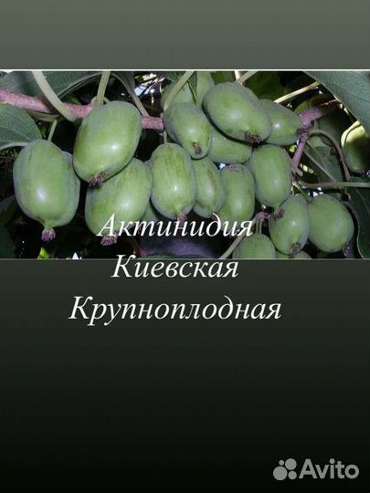 Актинидия киевская крупноплодная
