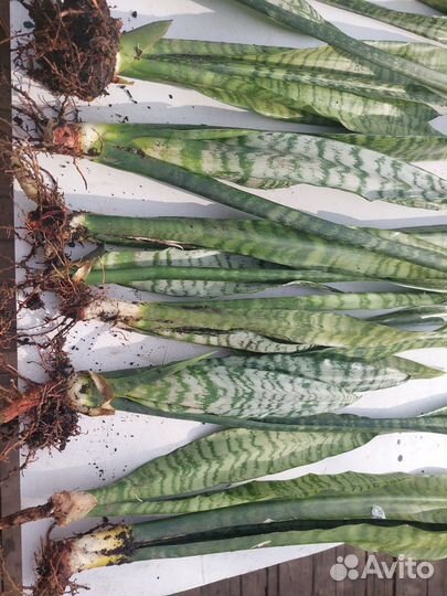 Молочай трехгранный