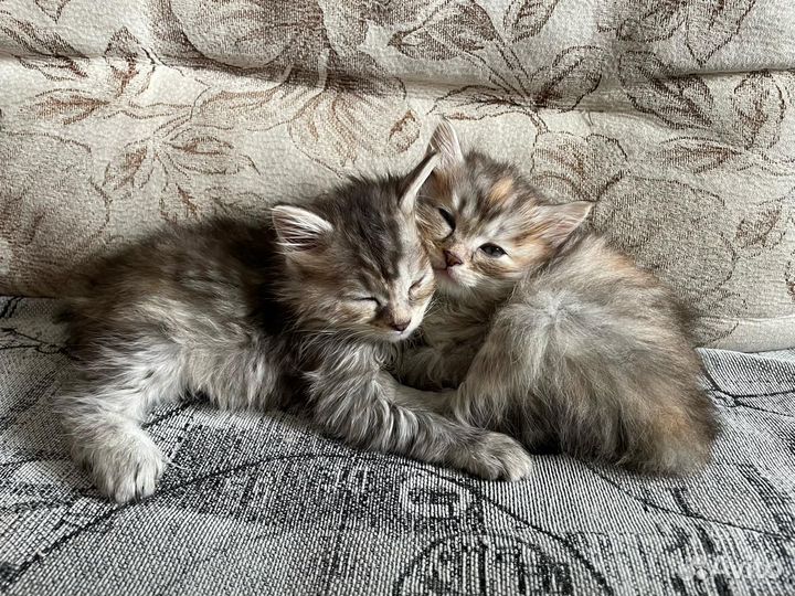 Курильский бобтейл
