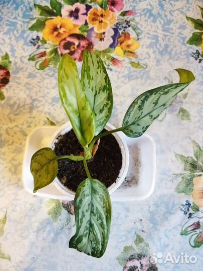 Аглаонема Сильвер куин